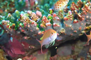 Stuart: North Huvadhoo Atoll, Southern Maldives