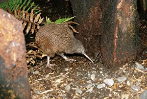 Apteryx: North Island Brown Kiwi - foraging