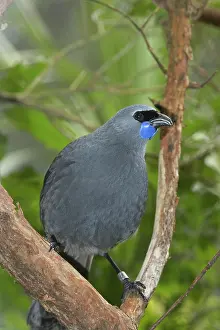 Wattle: North Island Kokako ( Callaeas cinerea )