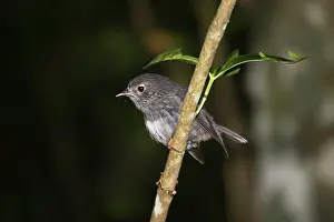 Petroica: North Island Robin - Maori name Toutouwai