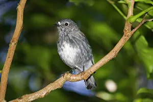 Petroica: North Island Robin - Maori name Toutouwai