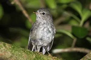 Petroica: North Island Robin / Toutouwai