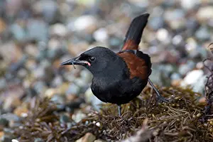 Philesturnus: North Island Saddleback