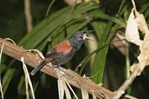 Carunculatus: North Island saddleback - calling, Maori name Tieke