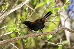Carunculatus: North Island saddleback - Maori name Tieke