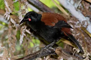 Auckland: North Island Saddleback - Perched on some old fern