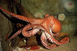 Octopuses: North Pacific Giant OCTOPUS - showing legs