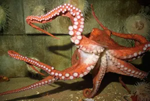Octopuses: North Pacific Giant OCTOPUS - showing suckers