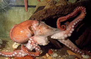 Octopuses: North Pacific Giant OCTOPUS - showing suckers