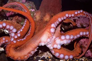 Octopuses: North Pacific Giant OCTOPUS - showing suckers