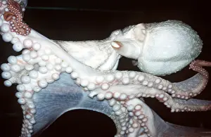 Tentacles: North Pacific Giant OCTOPUS - showing suckers