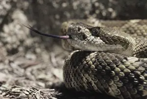 Senses: North Pacific Rattlesnake
