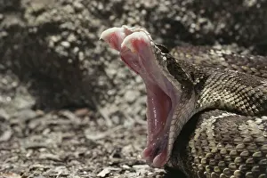 Fangs: North Pacific Rattlesnake