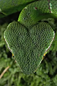 Kiel: North Philippine Temple Pit Viper (Tropidolaemus