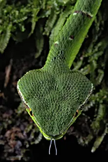 Kiel: North Philippine Temple Pit Viper (Tropidolaemus