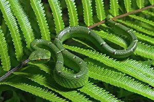 Kiel: North Philippine Temple Pit Viper (Tropidolaemus