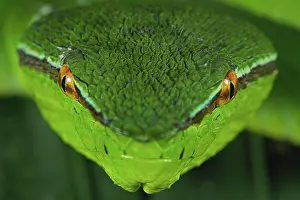 Kiel: North Philippine Temple Pit Viper (Tropidolaemus