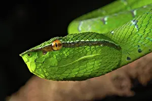 Kiel: North Philippine Temple Pit Viper (Tropidolaemus