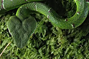 Kiel: North Philippine Temple Pit Viper (Tropidolaemus