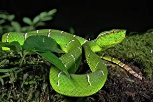 Kiel: North Philippine Temple Pit Viper (Tropidolaemus