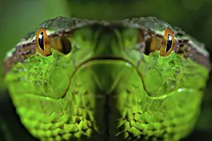 Kiel: North Philippine Temple Pit Viper (Tropidolaemus