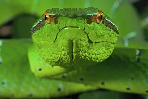 Kiel: North Philippine Temple Pit Viper (Tropidolaemus