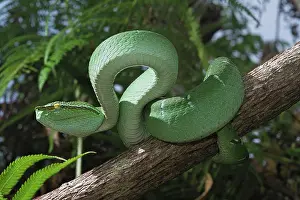 Kiel: North Philippine Temple Pit Viper (Tropidolaemus