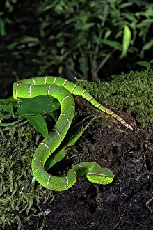 Kiel: North Philippine Temple Pit Viper (Tropidolaemus