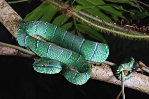 Creep: North Philippine Temple Pit Viper (Tropidolaemus