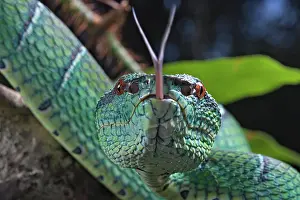 Kiel: North Philippine Temple Pit Viper (Tropidolaemus