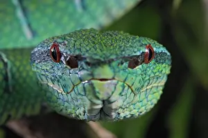 Kiel: North Philippine Temple Pit Viper (Tropidolaemus