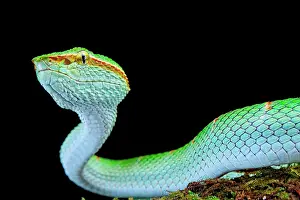 Pitviper: North Philippine Temple Pitviper (Tropidolaemus