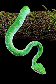 Pitviper: North Philippine Temple Pitviper (Tropidolaemus