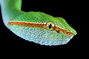 Pitviper: North Philippine Temple Pitviper (Tropidolaemus