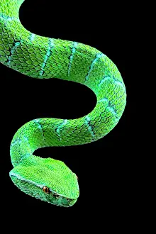 Pitviper: North Philippine Temple Pitviper (Tropidolaemus