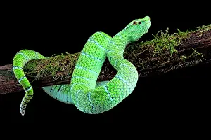 Backgro: North Philippine Temple Pitviper (Tropidolaemus