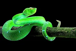 Pitviper: North Philippine Temple Pitviper (Tropidolaemus