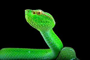 Pitviper: North Philippine Temple Pitviper (Tropidolaemus