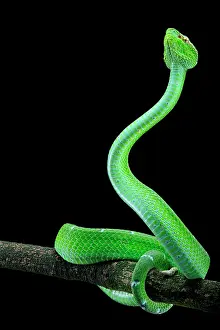 Viperidae: North Philippine Temple Pitviper (Tropidolaemus