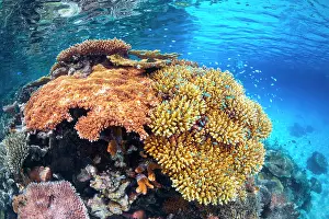 Islets: North reef of Mayotte, not far from the Langonie