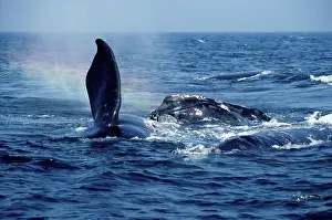 Rainbows: North Right Whale - Courting group. Several males
