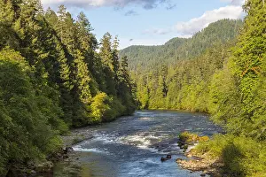Steelhead: North Umpqua River, Oregon. Summer. Famous, world-class