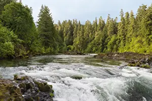 Steelhead: North Umpqua River, Oregon. Summer. Famous, world-class