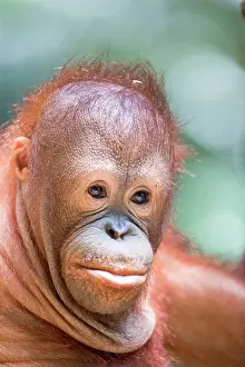 Rehabilitation: Northeast Bornean Orangutan / Orang Utan young