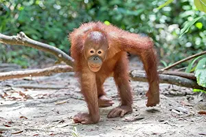 Rehabilitation: Northeast Bornean Orangutan / Orang Utan young