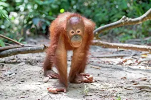 Rehabilitation: Northeast Bornean Orangutan / Orang Utan young