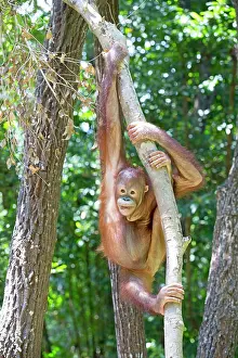 Rehabilitation: Northeast Bornean Orangutan / Orang Utan young