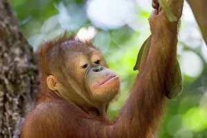 Rehabilitation: Northeast Bornean Orangutan / Orang Utan young
