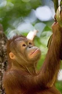Rehabilitation: Northeast Bornean Orangutan / Orang Utan young