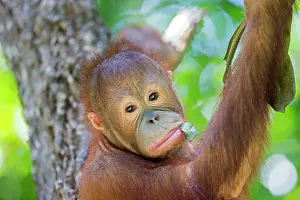 Rehabilitation: Northeast Bornean Orangutan / Orang Utan young